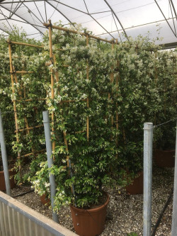 TRACHELOSPERMUM jasminoides En pot forme espalier