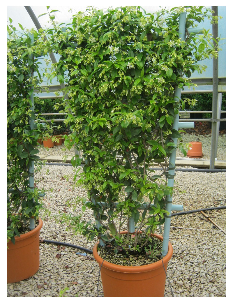 Topiaire (Plante taillée) - TRACHELOSPERMUM jasminoides (Jasmin étoilé) En pot forme espallier