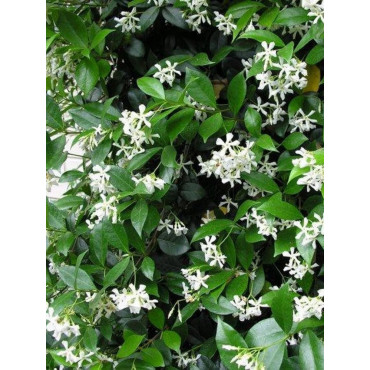 Topiaire (Plante taillée) - TRACHELOSPERMUM jasminoides (Jasmin étoilé)