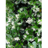 Topiaire (Plante taillée) - TRACHELOSPERMUM jasminoides (Jasmin étoilé)