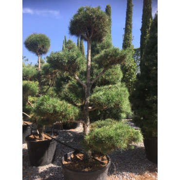 Topiaire (Plante taillée) - PINUS sylvestris (Pin sylvestre) En pot de forme bonsaï