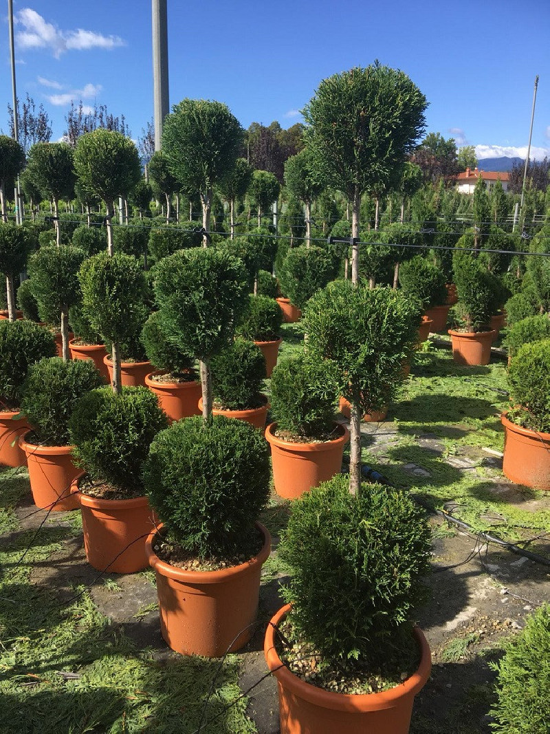 CUPRESSOCYPARIS leylandii En pot forme 3 boules superposées