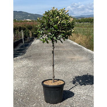 Topiaire (Plante taillée) - PHOTINIA fraseri RED ROBIN (Photinia Red Robin) En pot forme tige hauteur du tronc 090-110 cm