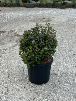 ELAEAGNUS ebbingei En pot forme boule