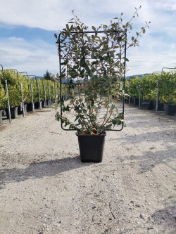 ELAEAGNUS ebbingei  En pot forme espalier