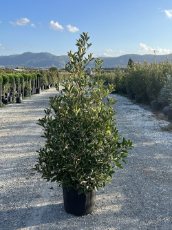 PHOTINIA fraseri PINK MARBLE® En pot forme conique