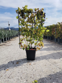 VIGNE DE TABLE En pot forme espalier