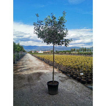 PHOTINIA fraseri PINK MARBLE® (Photinia Pink Marble - Arbre) En pot forme tige hauteur du tronc 180-200 cm