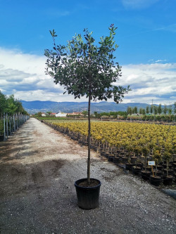 PHOTINIA fraseri PINK MARBLE En pot forme tige hauteur du tronc 180-200 cm