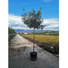 PHOTINIA fraseri PINK MARBLE® (Photinia Pink Marble - Arbre) En pot forme tige hauteur du tronc 180-200 cm