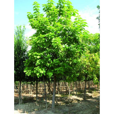 CATALPA bignonioides (Catalpa commun)