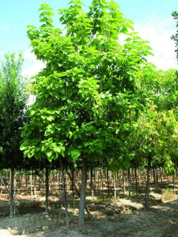 CATALPA bignonioides