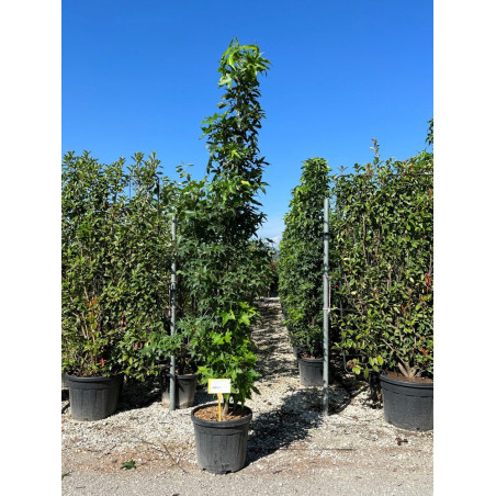 LIQUIDAMBAR styraciflua SLENDER SILHOUETTE (Copalme d'Amérique Slender Silhouette)