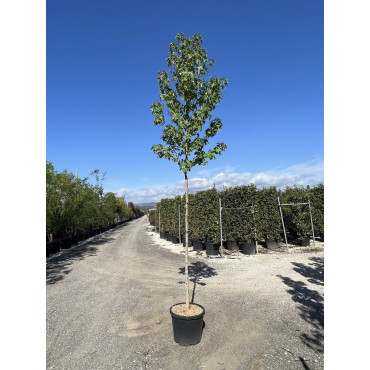 LIQUIDAMBAR styraciflua (Copalme d'Amérique) En pot forme tige hauteur du tronc 180-200 cm