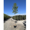 LIQUIDAMBAR styraciflua (Copalme d'Amérique) En pot forme tige hauteur du tronc 180-200 cm