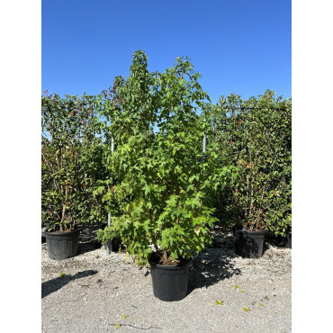 LIQUIDAMBAR styraciflua (Copalme d'Amérique) En pot forme cépée