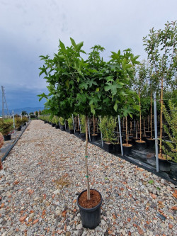 LIQUIDAMBAR styraciflua GUMBALL En pot de 15-20 litres tige hauteur du tronc 110-130 cm