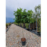 LIQUIDAMBAR styraciflua GUMBALL (Copalme d'Amérique Gumball) En pot de 15-20 litres forme tige hauteur du tronc 110-130 cm