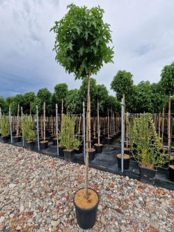 LIQUIDAMBAR styraciflua GUMBALL En pot de 35-50 litres tige hauteur du tronc 190-210 cm