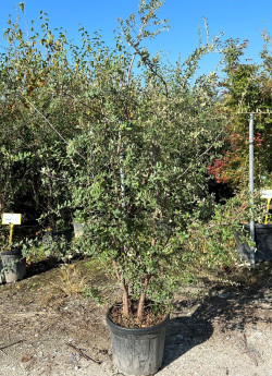 QUERCUS suber En pot cépée hauteur 150-175 cm