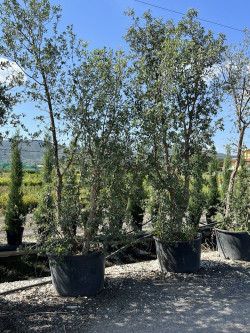 QUERCUS suber En pot cépée