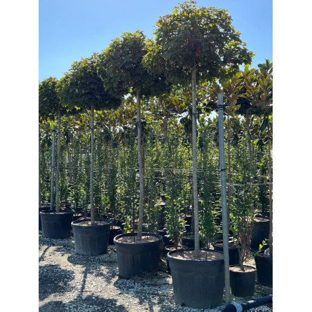 ACER platanoides GLOBOSUM (Érable plane boule)