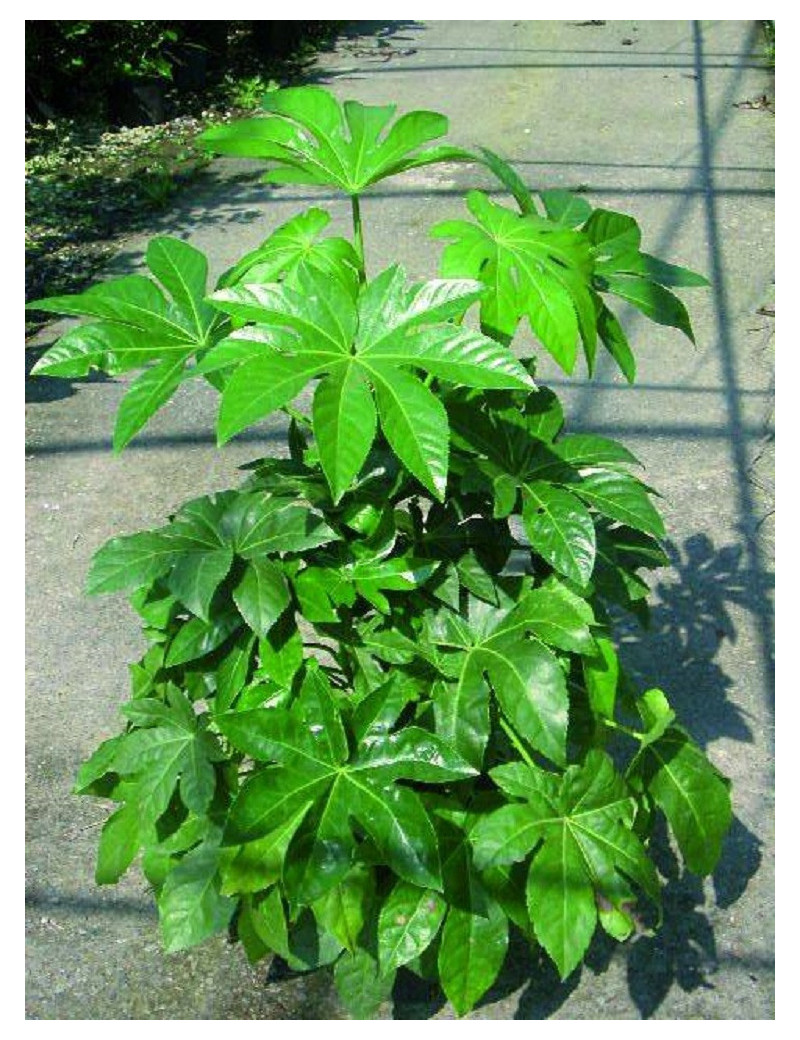 FATSIA japonica ou sieboldii (Fatsie, Aralie du Japon)