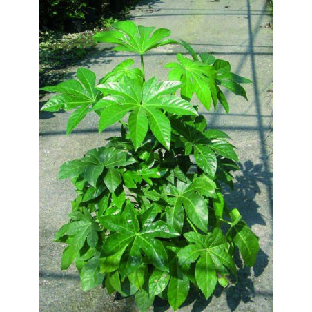 FATSIA japonica ou sieboldii (Fatsie, Aralie du Japon)