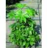 FATSIA japonica ou sieboldii (Fatsie, Aralie du Japon)