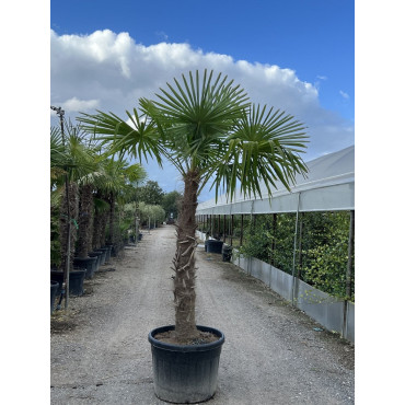 Trachycarpus fortunei (palmier chanvre, palmier moulin à vent) Pot de 40L -  Tronc 80/90 cm - total 180/220cm Taille Pot de 3 litres – 40/60 cm Couleur