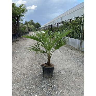 TRACHYCARPUS fortunei (Palmier de Chine ou palmier chanvre)