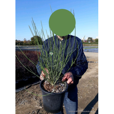 CYTISUS En pot de 4-5 litres forme buisson