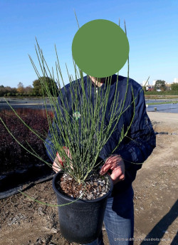 CYTISUS En pot de 4-5 litres