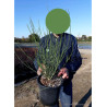 CYTISUS En pot de 4-5 litres forme buisson