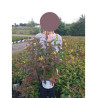 DIERVILLA En pot de 4-5 litres