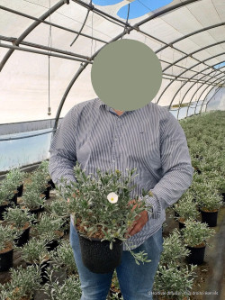 CONVOLVULUS cneorum En pot de 4-5 litres buisson