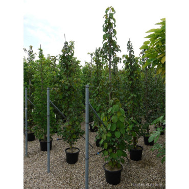 DAVIDIA involucrata (Arbre aux mouchoirs) En pot de 35-50 litres forme tige ramifiée