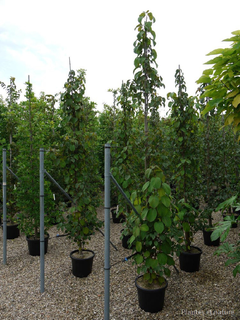 DAVIDIA involucrata (Arbre aux mouchoirs) — free download