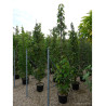 DAVIDIA involucrata (Arbre aux mouchoirs) En pot de 35-50 litres forme tige ramifiée