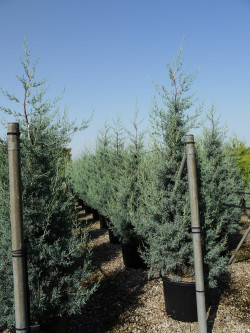 CUPRESSUS arizonica FASTIGIATA En pot de 35-50 litres hauteur 200-250 cm