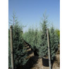 CUPRESSUS arizonica FASTIGIATA (Cyprès de l'Arizona fastigié) En pot de 35-50 litres