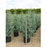 CUPRESSUS arizonica FASTIGIATA (Cyprès de l'Arizona fastigié) En pot de 25-30 litres