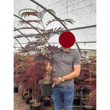 ALBIZIA julibrissin SUMMER CHOCOLATE (Arbre de soie ou Acacia de Constantinople) En pot de 4-5 litres forme buisson