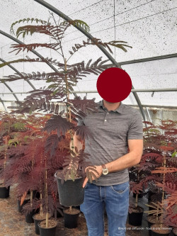 ALBIZIA julibrissin SUMMER CHOCOLATE En pot de 4-5 litres forme buisson