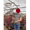 ALBIZIA julibrissin SUMMER CHOCOLATE (Arbre de soie ou Acacia de Constantinople) En pot de 4-5 litres forme buisson