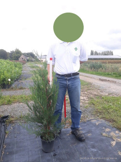 CUPRESSOCYPARIS leylandii TYPE 2001 En pot de 4-5 litres hauteur 080-100 cm