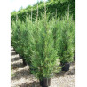 CUPRESSOCYPARIS leylandii TYPE 2001 (Cyprès de Leyland fastigié 2001) En pot de 25-30 litres