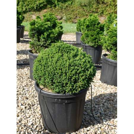 CRYPTOMERIA japonica VILMORINIANA (Cryptomère de Vilmorin, cèdre du Japon, Sugi)