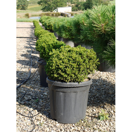 CRYPTOMERIA japonica VILMORINIANA (Cryptomère de Vilmorin, cèdre du Japon, Sugi)