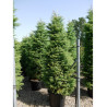 CRYPTOMERIA japonica ELEGANS (Cryptomère élégant, cèdre du Japon, Sugi) En pot de 35-50 litres